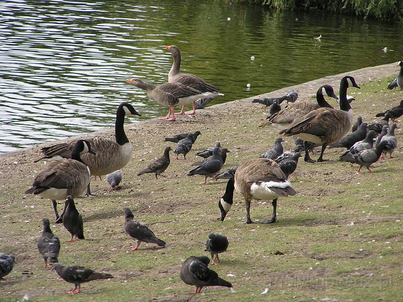 P7263134.JPG - Regent's Park